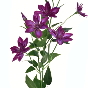 KLEMATIS GAŁĄZKA SUN508 PURPLE