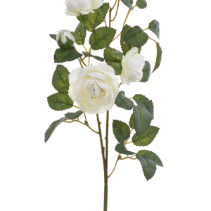 RÓŻA GAŁĄZKA MINI SUN760 WHITE
