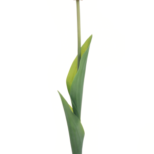 TULIPAN POJEDYNCZY ART259 DR RED