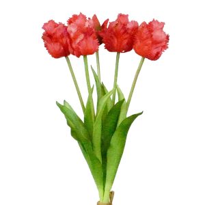 TULIPAN GUMOWY F-24013 BEAUTY