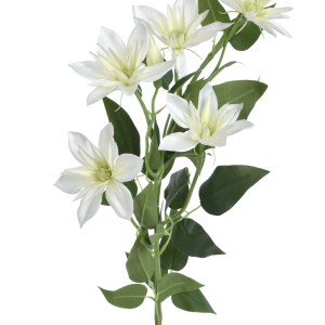 KLEMATIS GAŁĄZKA SUN508 CREAM GREEN