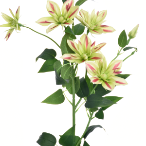 KLEMATIS GAŁĄZKA SUN508 GREEN BEAUTY