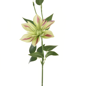 KLEMATIS NA PIKU SUN500 GREEN BEAUTY