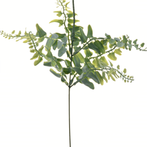 PIK PAPROCI LIU434 POWDER GREEN