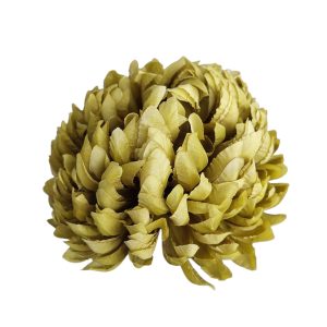 CHRYZANTEMA WYROBOWA ANANAS WW4014 CITRONETTE #XYGR518