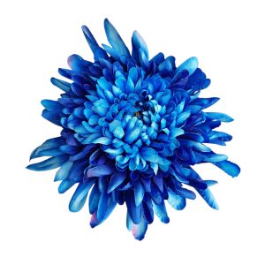 CHRYZANTEMA WYROBOWA RS003 BLUE