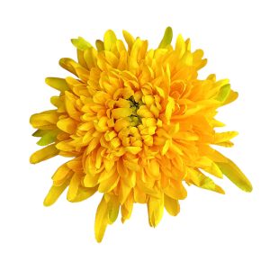 CHRYZANTEMA WYROBOWA RS003 DK.YELLOW
