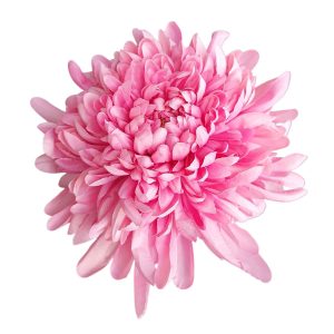 CHRYZANTEMA WYROBOWA RS003 PINK