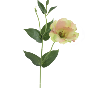 EUSTOMA SUN357 PEACH GREEN