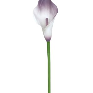 KALLA POJEDYNCZA ANA1013 CREAM DIRTY VIOLET