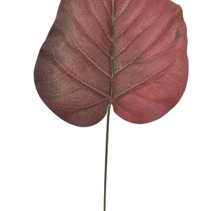 LIŚĆ WEI1030 RED GREEN