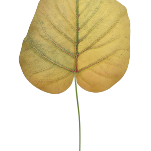 LIŚĆ WEI1030 YELLOW