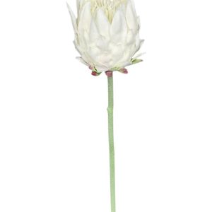 PROTEA POJEDYNCZA DL030505 CREAM