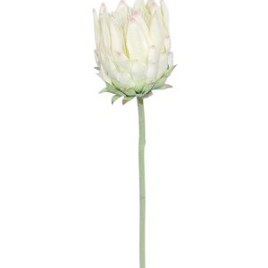 PROTEA POJEDYNCZA DL030505 ECRU PINK GREEN