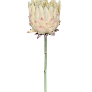 PROTEA POJEDYNCZA DL030505 LT.PINK CREAM
