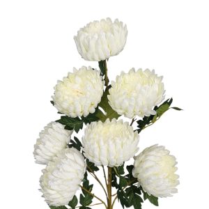 BUKIET CHRYZANTEMA DL030906 CREAM