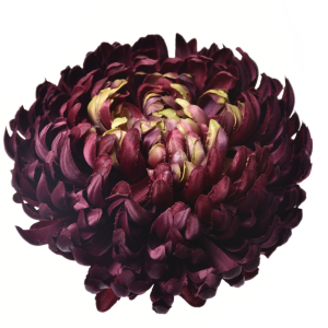 CHRYZANTEMA WYROBOWA ART009 #10 BURGUNDY GREEN