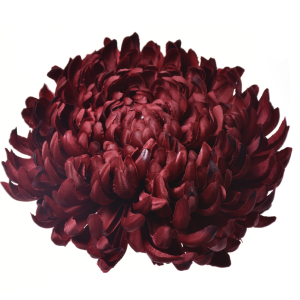 CHRYZANTEMA WYROBOWA ART009 #47 BURGUNDY