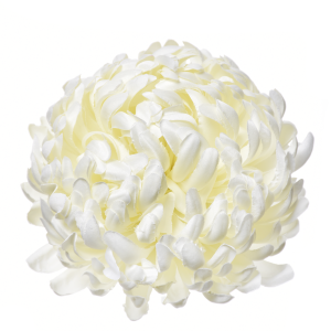 CHRYZANTEMA WYROBOWA ART037 #1 WHITE