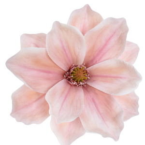 MAGNOLIA WYROBOWA WEI1007 SALMON