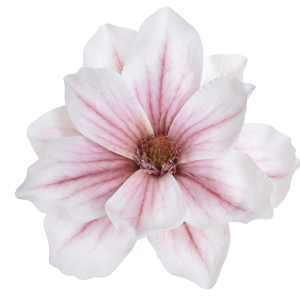 MAGNOLIA WYROBOWA WEI1007 WHITE BURGUNDY