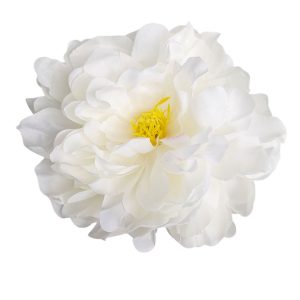 PIWONIA WYROBOWA L057 CREAM