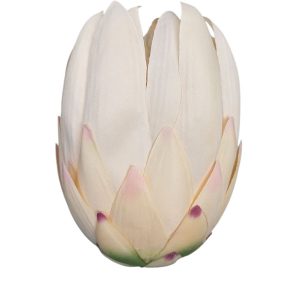 PROTEA WYROBOWA DL030504 LT.PEACH CREAM