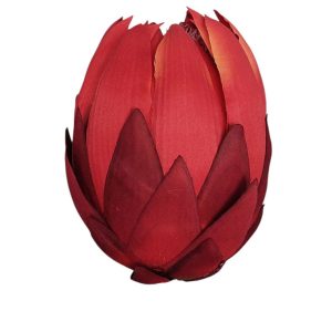 PROTEA WYROBOWA DL030504 RED