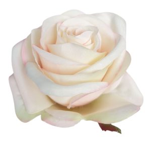 RÓŻA WYROBOWA SUN385 APRICOT CREAM