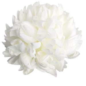 CHRYZANTEMA ANANAS RP006 CREAM #1