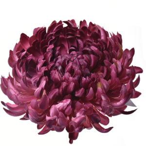 CHRYZANTEMA WYROBOWA ART009 #12 BEAUTY