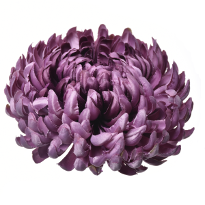 CHRYZANTEMA WYROBOWA ART009 #18 DIRTY VIOLET