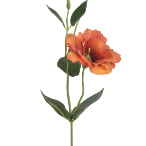 EUSTOMA SUN357 GOLD BROWN