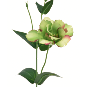 EUSTOMA SUN357 GREEN BURN COFFEE