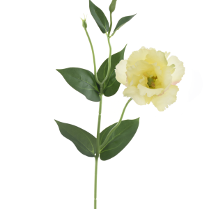 EUSTOMA SUN357 LT YELLOW EDGE PINK