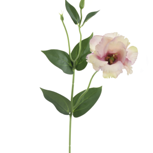 EUSTOMA SUN357 POWDER PINK GREEN