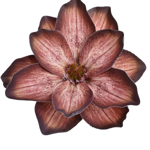 MAGNOLIA WYROBOWA WEI1007 BURN BROWN