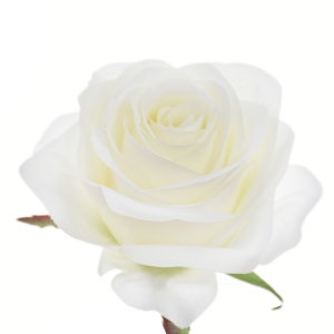 RÓŻA WYROBOWA SUN385 WHITE