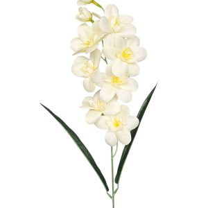 STORCZYK POJEDYNCZY G031 VANILLA - AUT ASS-2