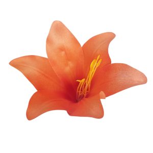 LILIA WYROBOWA WW2021 FLAME ORANGE #ORA246