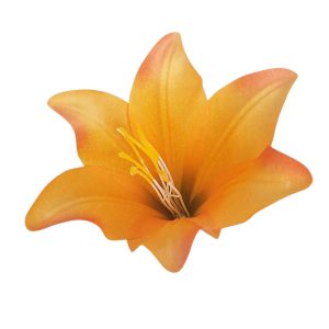 LILIA WYROBOWA WW2021 T.T. ORANGE #XYOR316
