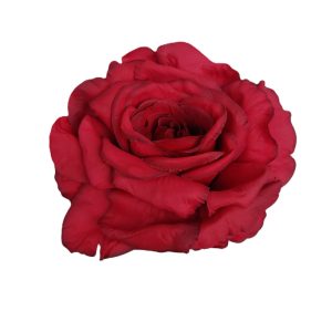 RÓŻA WYROBOWA ET943 RASPBERRY #1