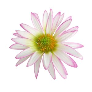 JEŻÓWKA WYROBOWA AL012 LT.LILAC