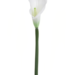 KALLA POJEDYNCZA ANA1013 #1 CLEAR WHITE