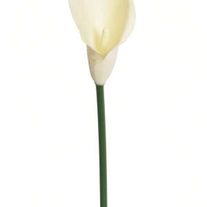 KALLA POJEDYNCZA ANA1013 CREAM