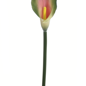 KALLA POJEDYNCZA ANA1013 GREEN PINK