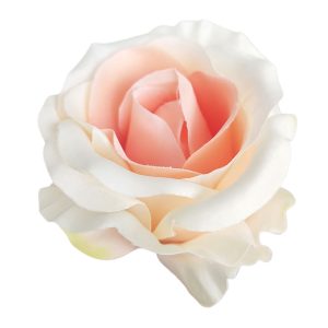 RÓŻA WYROBOWA F-16013 CORAL CREAM EDGE GREEN PINK T81