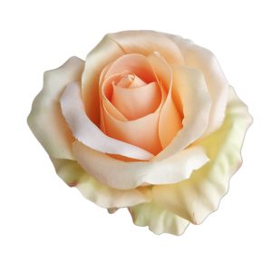 RÓŻA WYROBOWA F-22051 PEACH GREEN N06