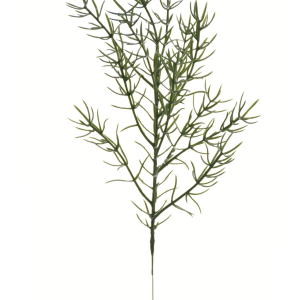 ASPARAGUS NA PIKU TIK150 GREEN