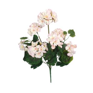 BUKIET PELARGONIA F-544 CREAM PINK